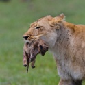 Naissance lionceau - Lion birth